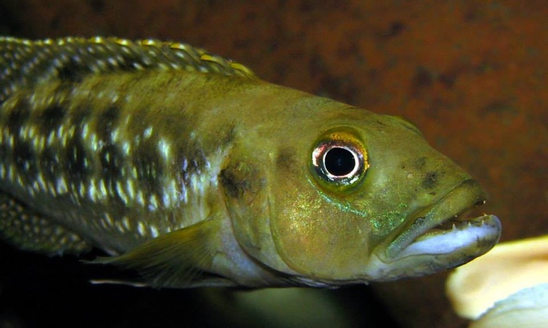 Lepidiolamprologus elongatus